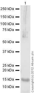 Western blot - Anti-Leptin antibody (AB16227), expandable thumbnail