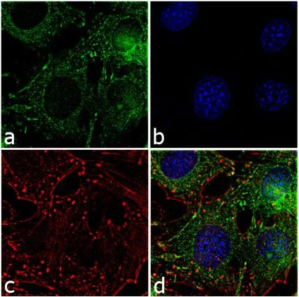 Immunocytochemistry - Anti-Leptin antibody (AB3583)