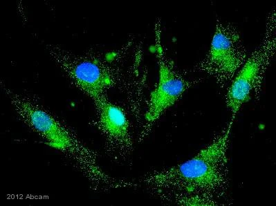 Immunocytochemistry - Anti-Leptin antibody (AB3583)