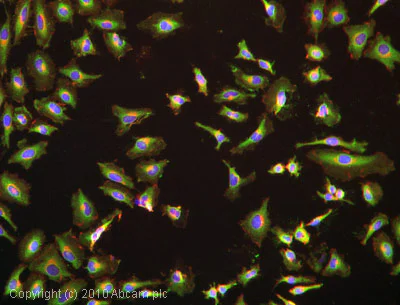 Immunocytochemistry - Anti-Leptin antibody (AB3583)