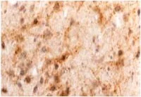 Immunohistochemistry (Frozen sections) - Anti-Leptin antibody (AB3583)