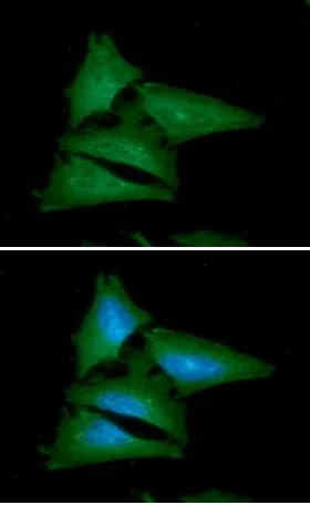 Immunocytochemistry/ Immunofluorescence - Anti-Leptin antibody [AT7E10] (AB219260)