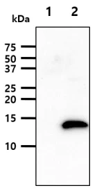 Western blot - Anti-Leptin antibody [AT7E10] (AB219260)