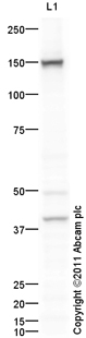 Western blot - Anti-Leptin Receptor antibody (AB104403)