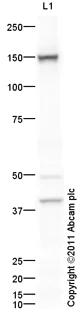 Western blot - Anti-Leptin Receptor antibody (AB104403)