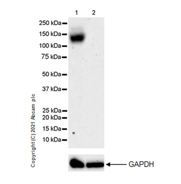 Western blot - Anti-Leptin Receptor antibody [EPR23802-65] - BSA and Azide free (AB282595)