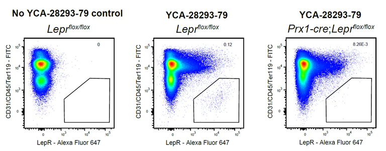Flow Cytometry - Anti-Leptin Receptor antibody [EPR28293-79] - BSA and Azide free (AB318273)