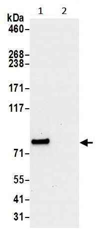 Immunoprecipitation - Anti-LETM1 antibody (AB241155), expandable thumbnail