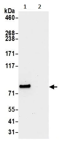 Immunoprecipitation - Anti-LETM1 antibody (AB241155)