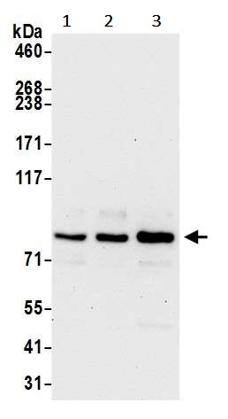 Western blot - Anti-LETM1 antibody (AB241155), expandable thumbnail