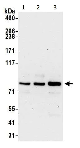 Western blot - Anti-LETM1 antibody (AB241155)