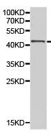 Western blot - Anti-LETMD1/HCCR-1 antibody (AB175410)