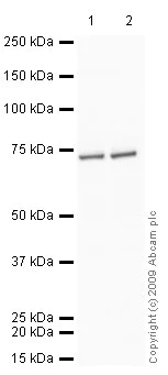 Western blot - Anti-Leukotriene A4 hydrolase/LTA4H antibody (AB23677)