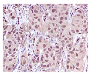 Immunohistochemistry (Formalin/PFA-fixed paraffin-embedded sections) - Anti-Leukotriene A4 hydrolase/LTA4H antibody [EPR5712] (AB109434), expandable thumbnail