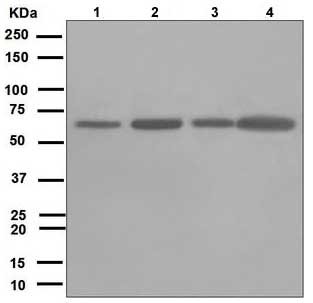 Western blot - Anti-Leukotriene A4 hydrolase/LTA4H antibody [EPR5712] (AB109434), expandable thumbnail