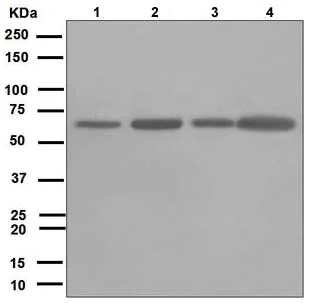 Western blot - Anti-Leukotriene A4 hydrolase/LTA4H antibody [EPR5712] (AB109434)
