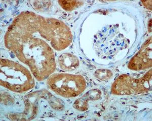 Immunohistochemistry (Formalin/PFA-fixed paraffin-embedded sections) - Anti-Leukotriene A4 hydrolase/LTA4H antibody [EPR5713] (AB133512)