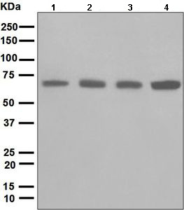 Western blot - Anti-Leukotriene A4 hydrolase/LTA4H antibody [EPR5713] (AB133512), expandable thumbnail