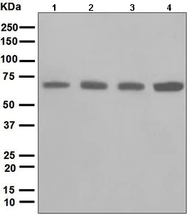 Western blot - Anti-Leukotriene A4 hydrolase/LTA4H antibody [EPR5713] (AB133512)