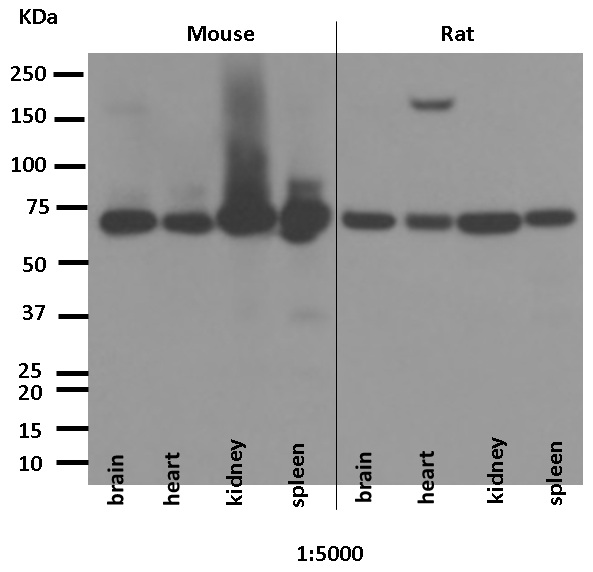 Western blot - Anti-Leukotriene A4 hydrolase/LTA4H antibody [EPR5713] (AB133512), expandable thumbnail