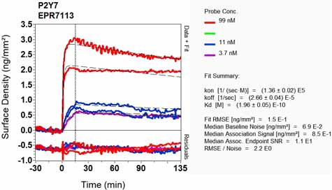 OI-RD Scanning - Anti-Leukotriene B4 Receptor/BLT antibody [EPR7113] - BSA and Azide free (AB248355), expandable thumbnail