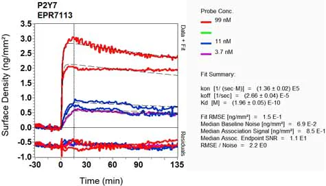 OI-RD Scanning - Anti-Leukotriene B4 Receptor/BLT antibody [EPR7113] - BSA and Azide free (AB248355)