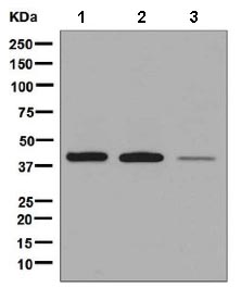 Western blot - Anti-Leukotriene B4 Receptor/BLT antibody [EPR7113] - BSA and Azide free (AB248355), expandable thumbnail