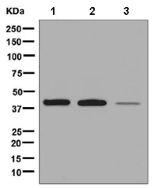 Western blot - Anti-Leukotriene B4 Receptor/BLT antibody [EPR7113] - BSA and Azide free (AB248355)