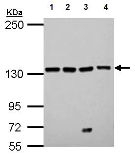 Western blot - Anti-LeuRS antibody (AB127754)