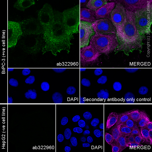 Immunocytochemistry/ Immunofluorescence - Anti-Lewis a,b carbohydrate antibody [HEA164] (ab322960), expandable thumbnail