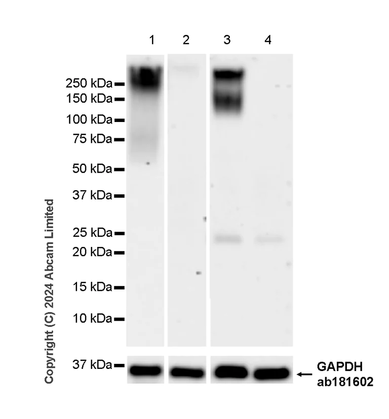Western blot - Anti-Lewis a,b carbohydrate antibody [HEA164] (AB322960)