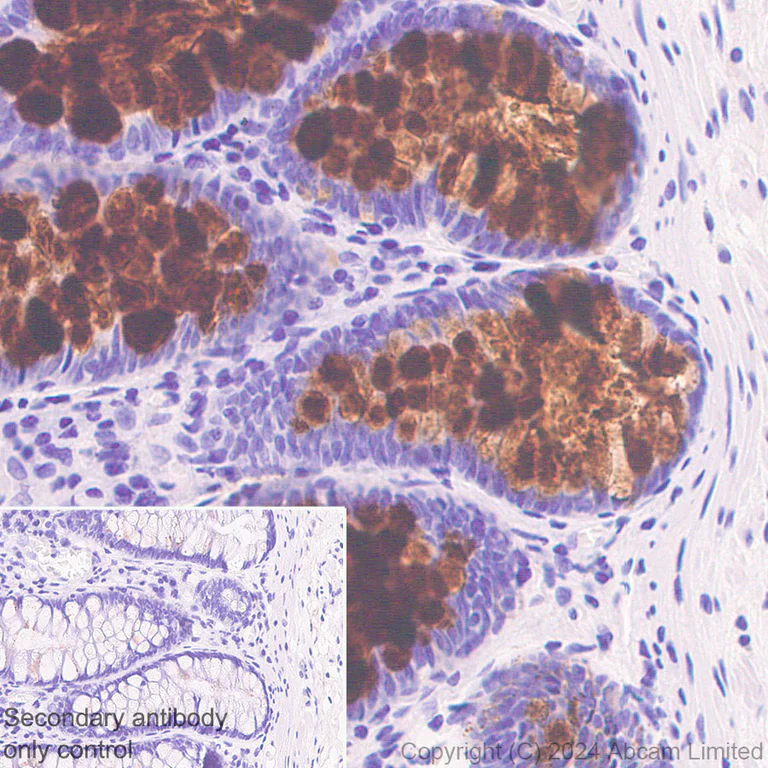 Immunohistochemistry (Formalin/PFA-fixed paraffin-embedded sections) - Anti-Lewis a,b carbohydrate antibody [HEA164] - BSA and Azide free (AB324810)