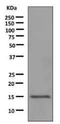 Western blot - Anti-LGALS14 antibody [EPR9665] (AB150427)