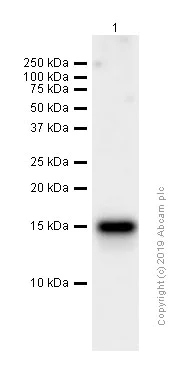 Western blot - Anti-LGALS14 antibody [EPR9665] (AB150427)