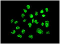 Immunocytochemistry/ Immunofluorescence - Anti-LGALS14 antibody [EPR9665] - BSA and Azide free (AB246345), expandable thumbnail