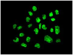 Immunocytochemistry/ Immunofluorescence - Anti-LGALS14 antibody [EPR9665] - BSA and Azide free (AB246345)