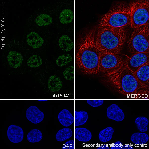 Immunocytochemistry/ Immunofluorescence - Anti-LGALS14 antibody [EPR9665] - BSA and Azide free (AB246345)