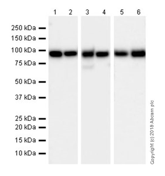 Western blot - Anti-LGALS3BP antibody [EPR21757-33] (AB217572), expandable thumbnail