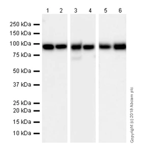 Western blot - Anti-LGALS3BP antibody [EPR21757-33] (AB217572)
