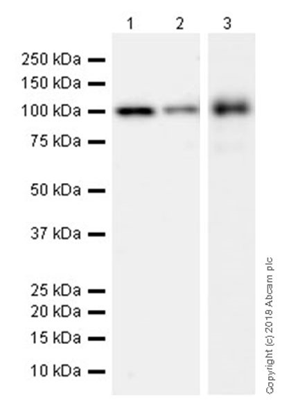 Western blot - Anti-LGALS3BP antibody [EPR21757-33] (AB217572), expandable thumbnail
