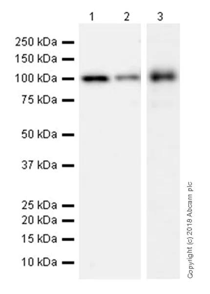Western blot - Anti-LGALS3BP antibody [EPR21757-33] (AB217572)