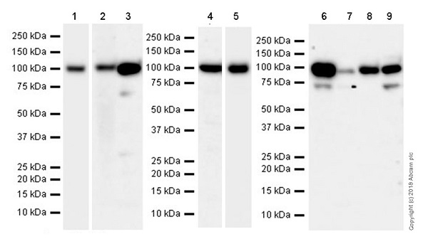 Western blot - Anti-LGALS3BP antibody [EPR21757-33] (AB217572), expandable thumbnail