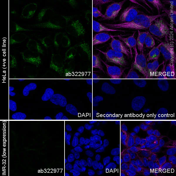 Immunocytochemistry/ Immunofluorescence - Anti-LGALS3BP antibody [EPR26644-269] (AB322977)
