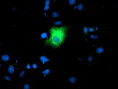 Immunocytochemistry/ Immunofluorescence - Anti-LGALS3BP antibody [OTI3D6] (AB236509)