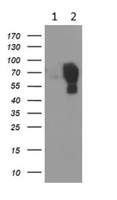 Western blot - Anti-LGALS3BP antibody [OTI3D6] (AB236509)