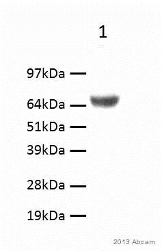 Western blot - Anti-Lgi1/EPT antibody (AB30868)