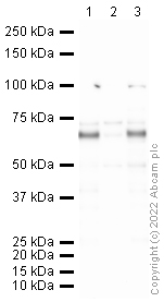 Western blot - Anti-Lgi1/EPT antibody (AB30868)