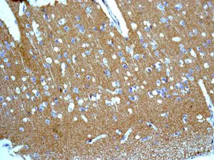 Immunohistochemistry (Formalin/PFA-fixed paraffin-embedded sections) - Anti-Lgi1/EPT antibody [EPR9084] - BSA and Azide free (AB240101)
