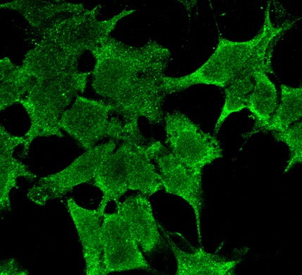 Immunocytochemistry/ Immunofluorescence - Anti-Lgi1/EPT antibody [N283/7] (AB186296)