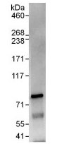 Immunoprecipitation - Anti-LGN antibody (AB109594), expandable thumbnail